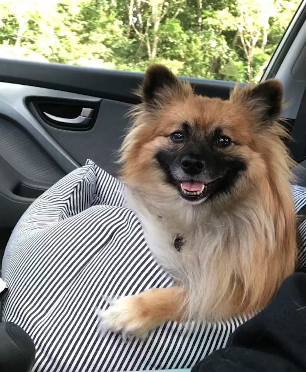 Customer photo review of Portable Car Bed
