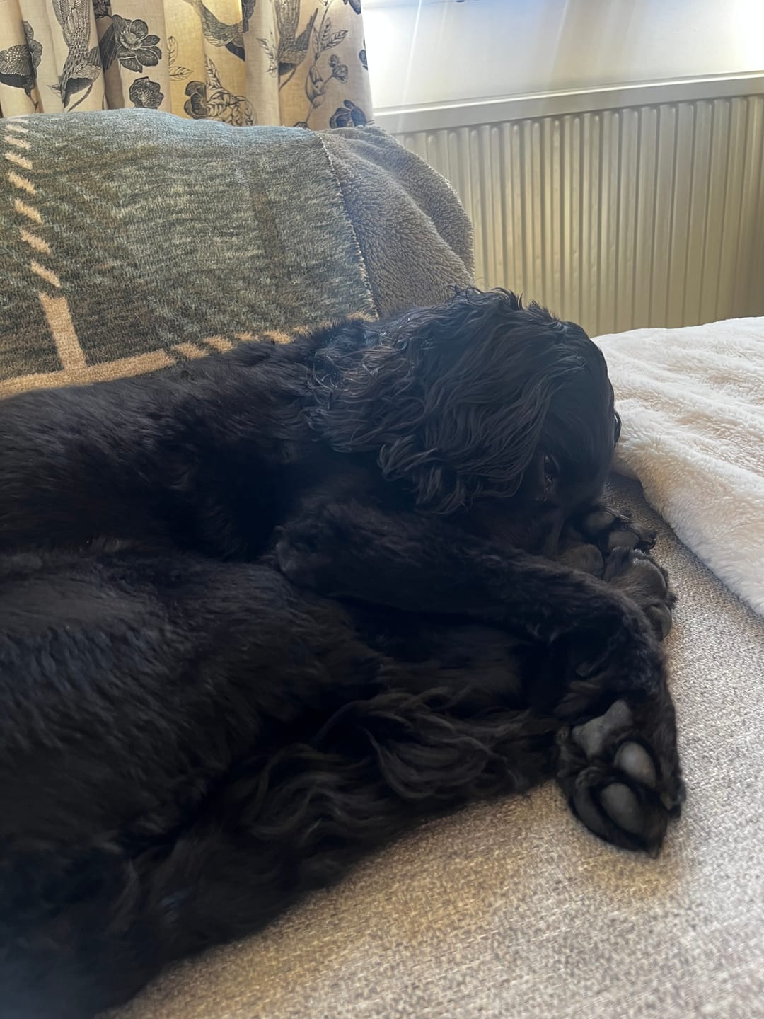 Customer photo review of No Shock, Stop Barking Bundle