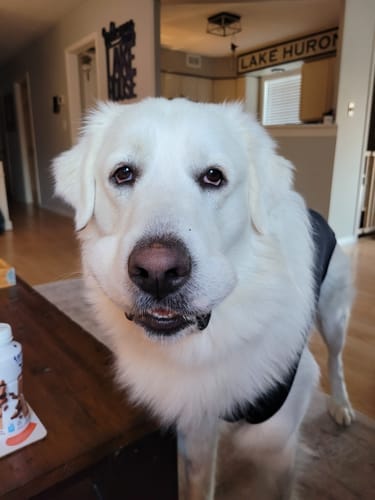 Customer photo review of 5-6 Inch Standard Collagen Wrapped in Bully Stick