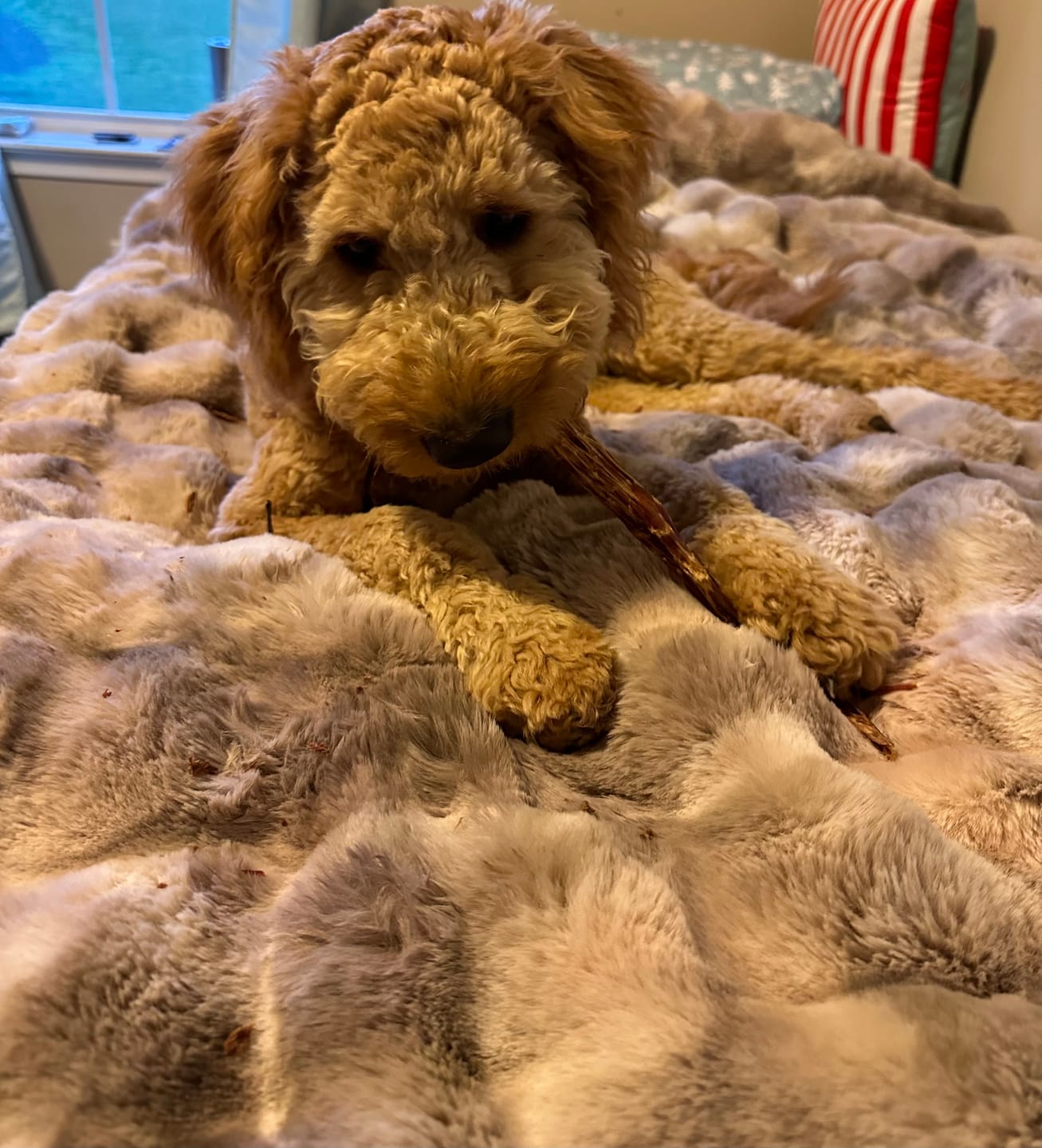 Customer photo review of 12 Inch Beef Jerky Stick