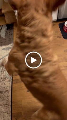 Customer photo review of 5-6 Inch Standard Collagen Wrapped in Bully Stick