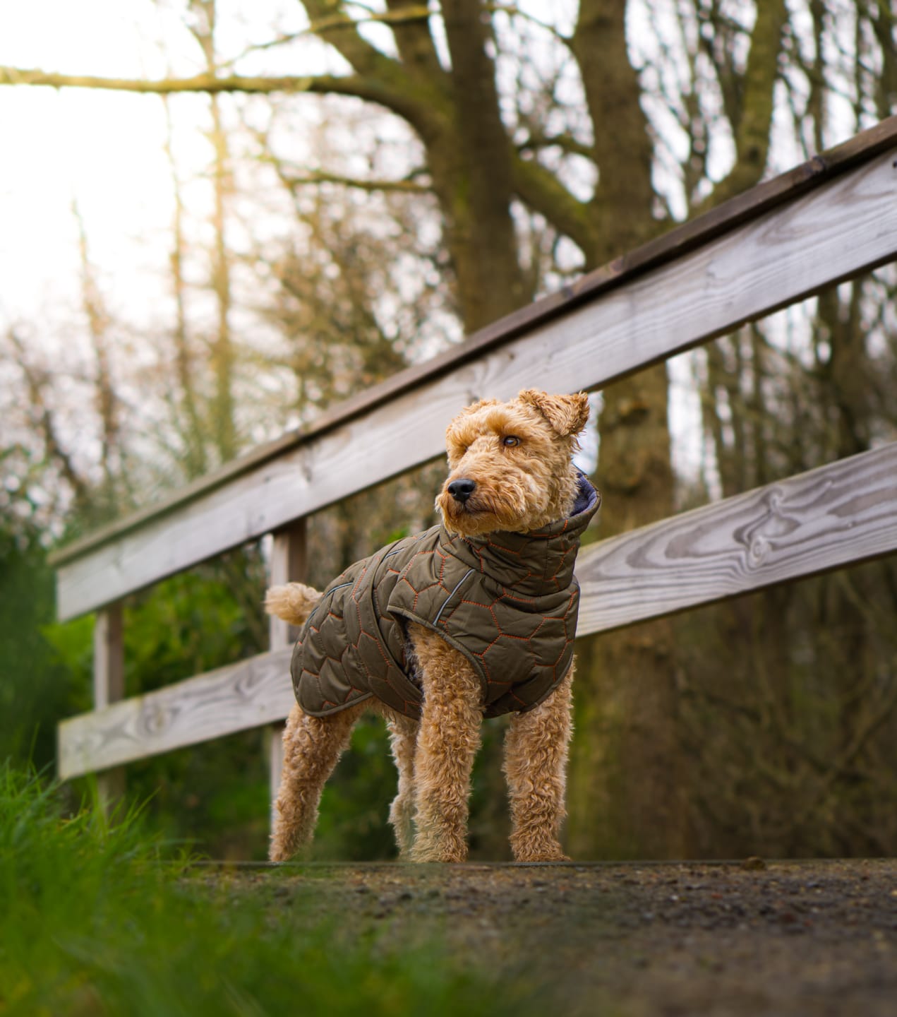 Customer photo review of Honey Comb Dog Coat