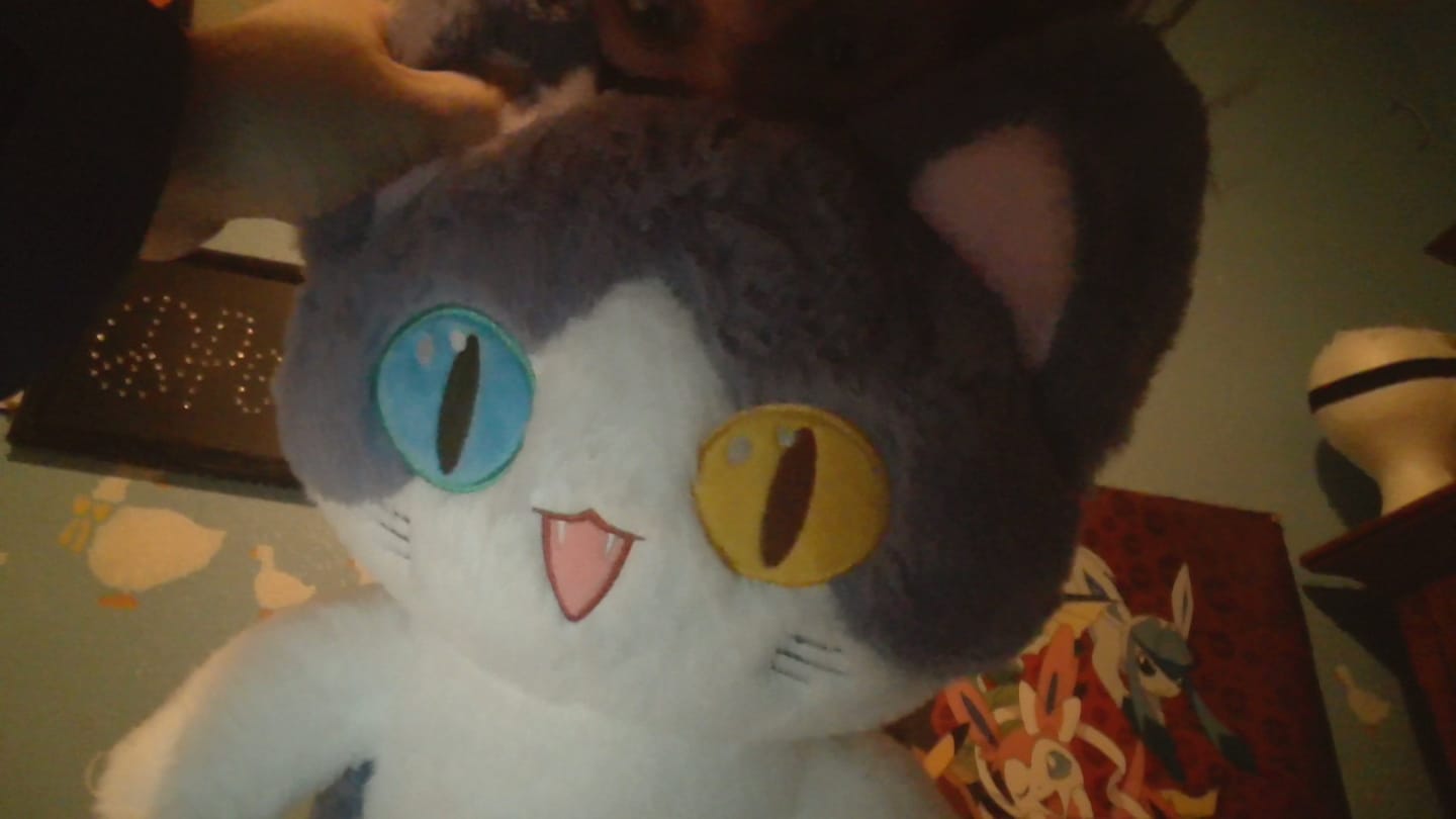 Customer photo review of Kawaii Sharkcatto Plush (3 SIZES)