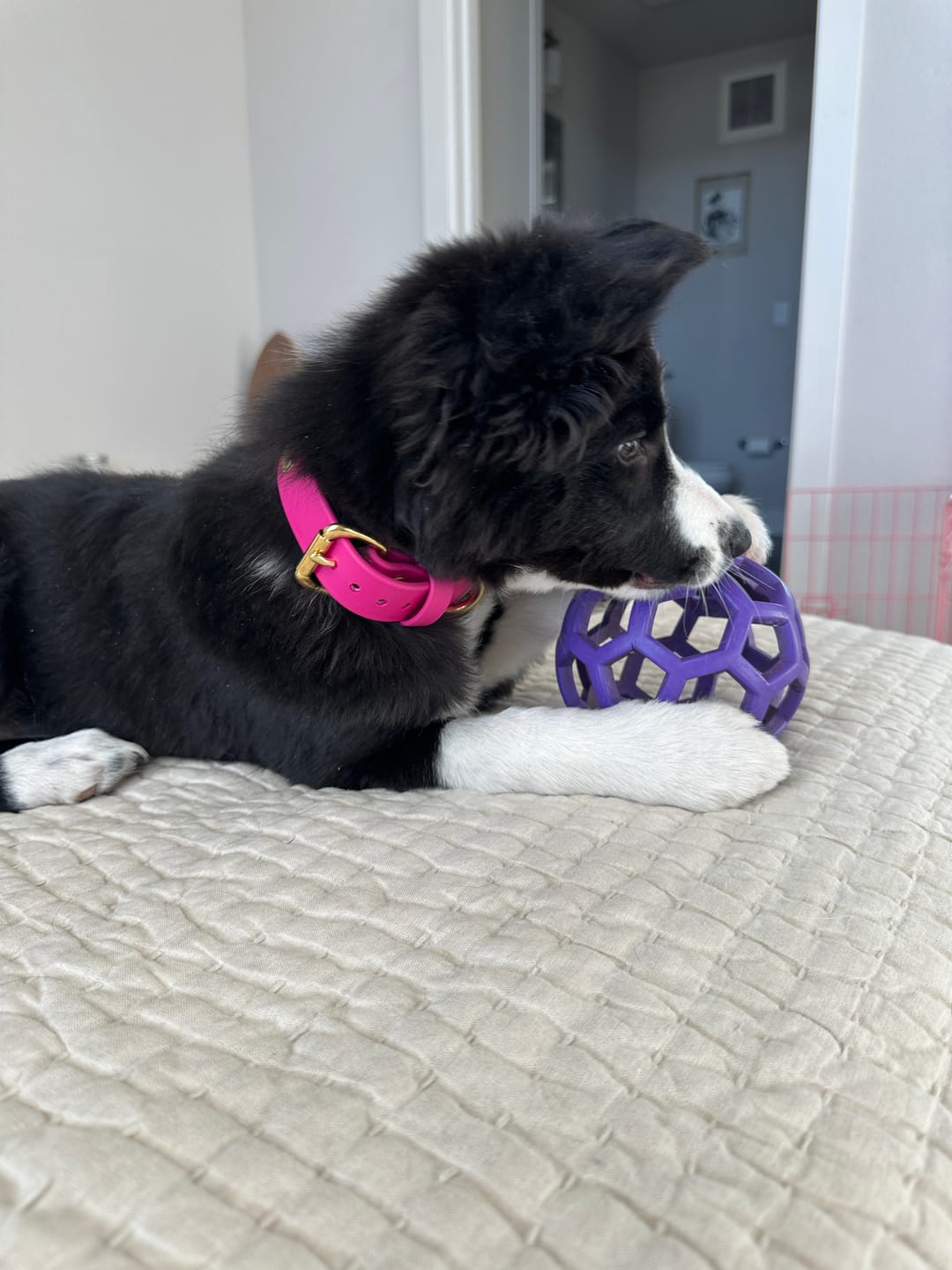 Customer photo review of Denali Center Ring Collar