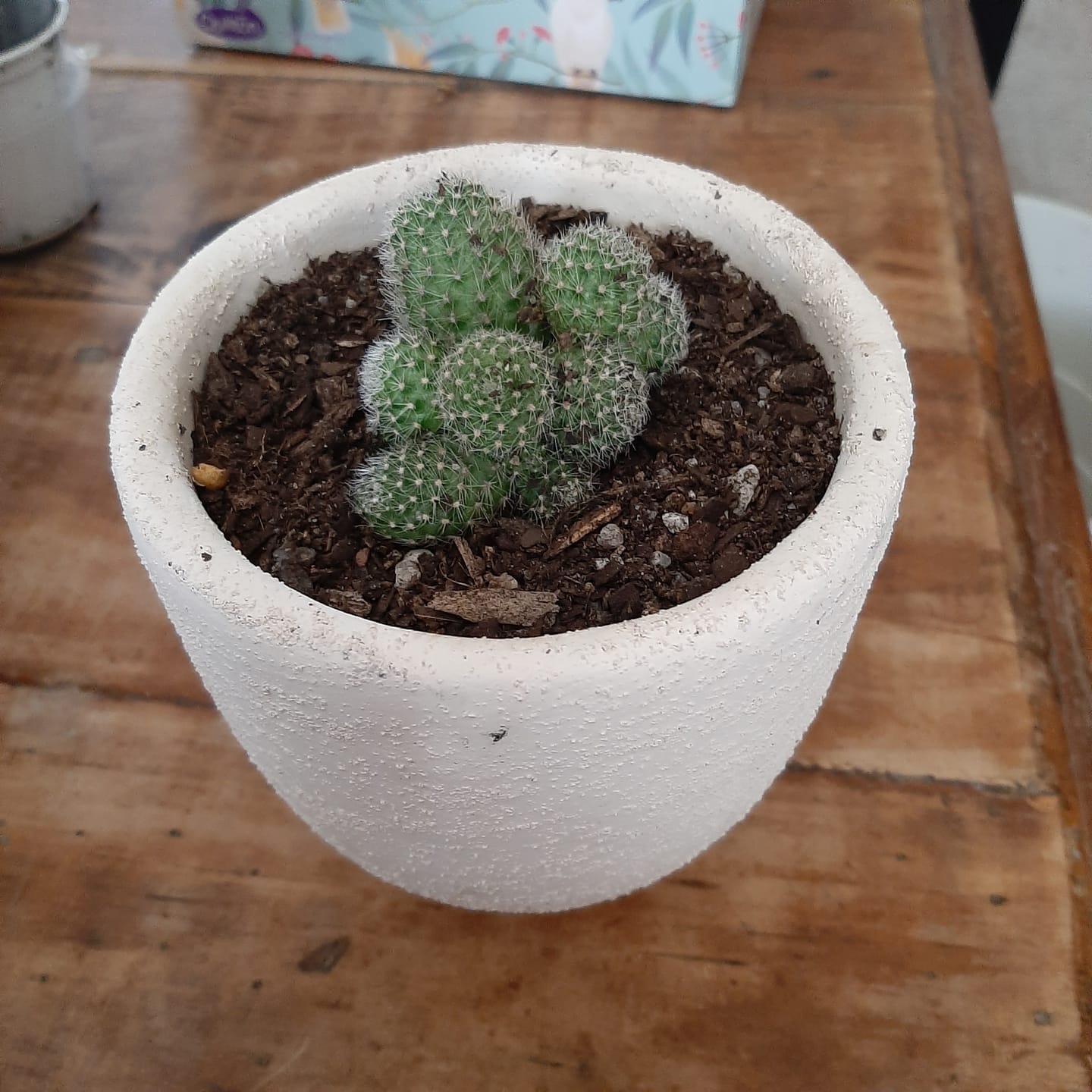 Customer photo review of Rebutia pulvinosa 'Crown Cactus' - Orange flowers