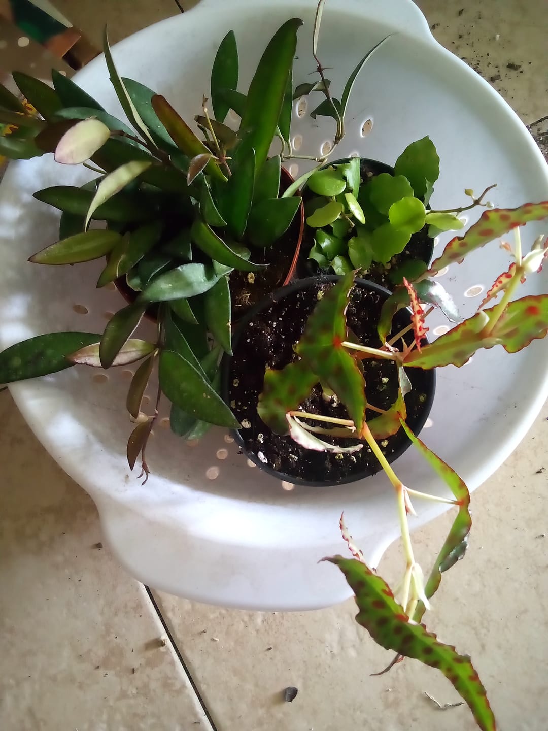 Customer photo review of Hoya endauensis