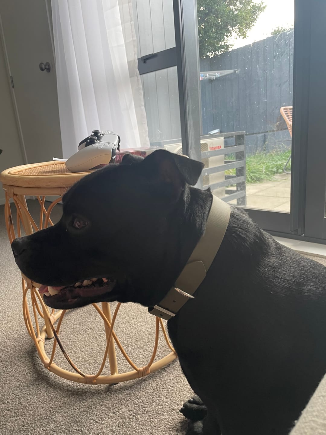 Customer photo review of Classic Buckle Collar - Waterproof BioThane® Custom Dog Collar