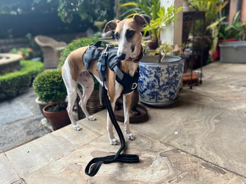 Customer photo review of Sighthound Escape Proof Harness