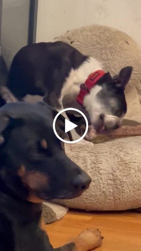 Customer video review of Ostrich Long Bone. Long-lasting, Natural Dog Gnaw Treat by Savannah Pet Food