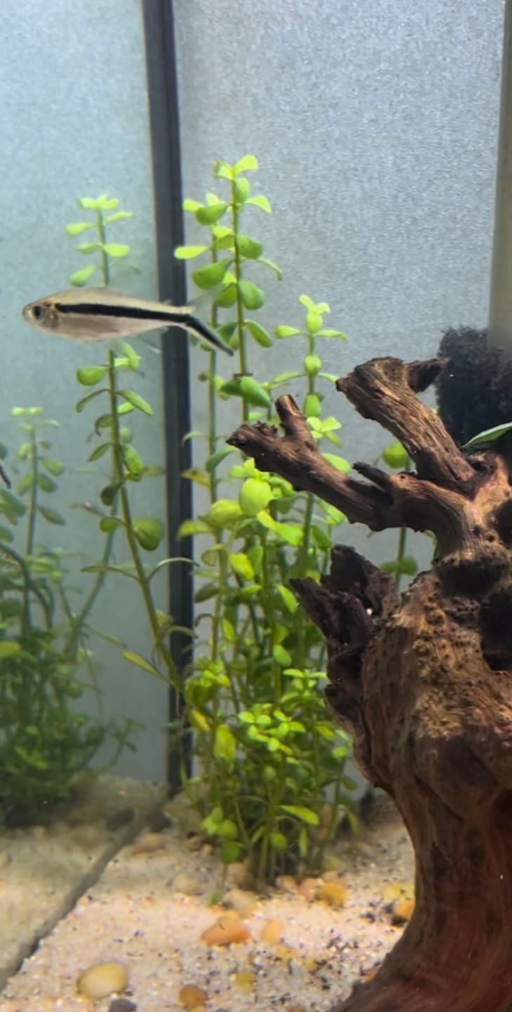Customer photo review of Bacopa Monnieri 'Compact'