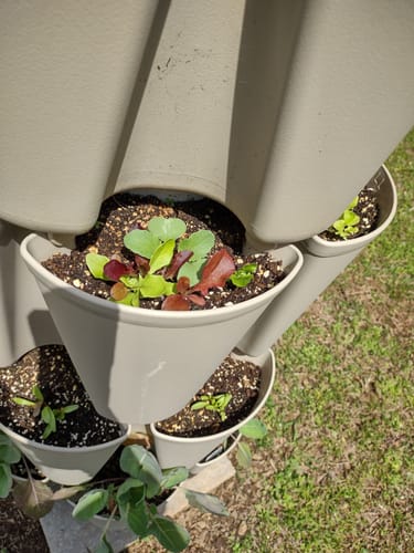 Customer photo review of Lettuce Mix