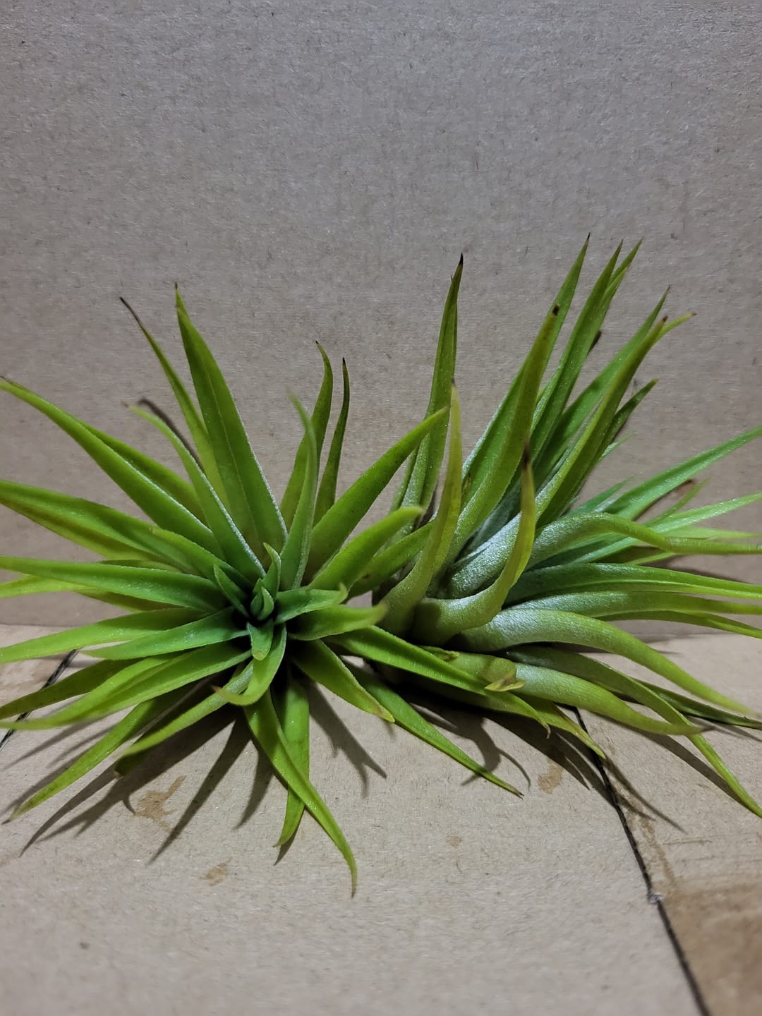 Customer photo review of Wholesale Harrisii Small  (Minimum Order 10)  *Cannot Be Shipped Internationally*