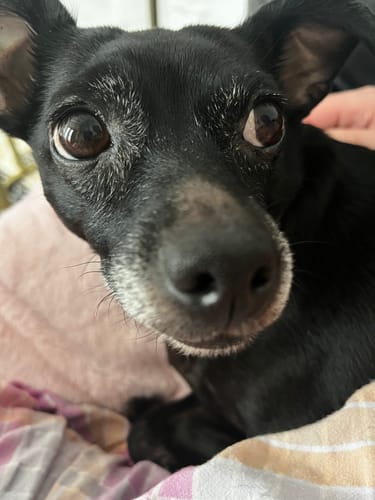 Customer photo review of DoggieBalm Manuka