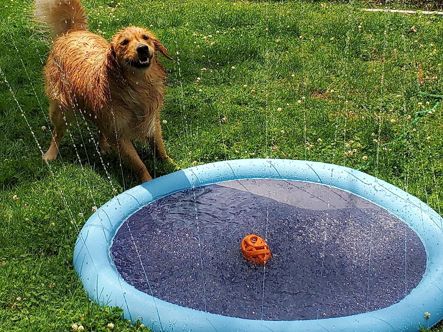 Customer photo review of Neklizajuća podloga za prskanje za pse