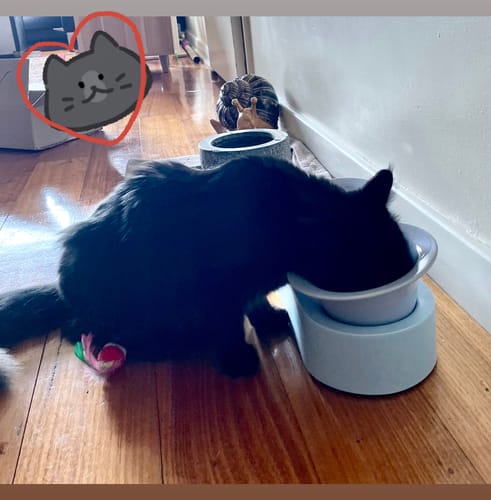 Customer photo review of MAKESURE Jingle 2-in-1 Ceramic Pet Bowl Set for Food & Water Cat Bowls