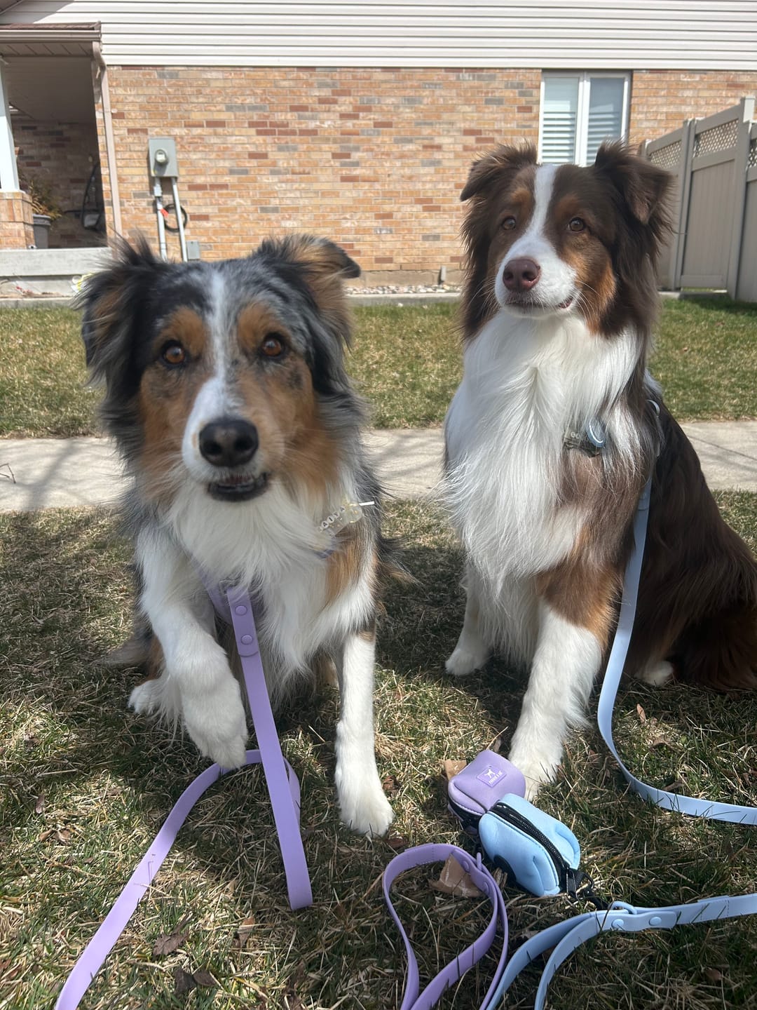Customer photo review of Solace Waterproof Leash