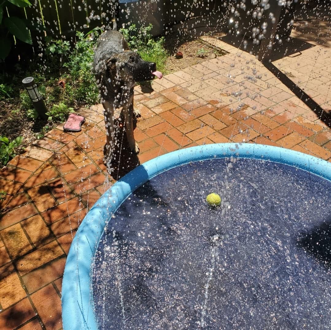 Customer photo review of Neklizajuća podloga za prskanje za pse