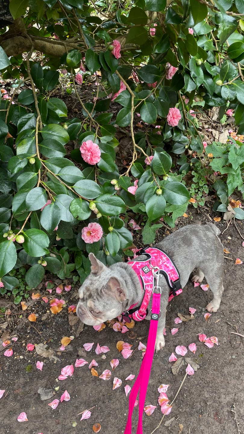Customer photo review of Double Ended Training Lead | All Breeds - Durable & Soft 2m Lead - Magenta