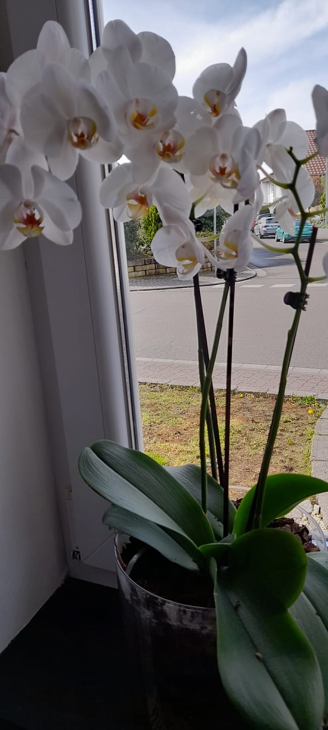 Customer photo review of Große Two of Us mit weißen Blüten und 3+ Stielen