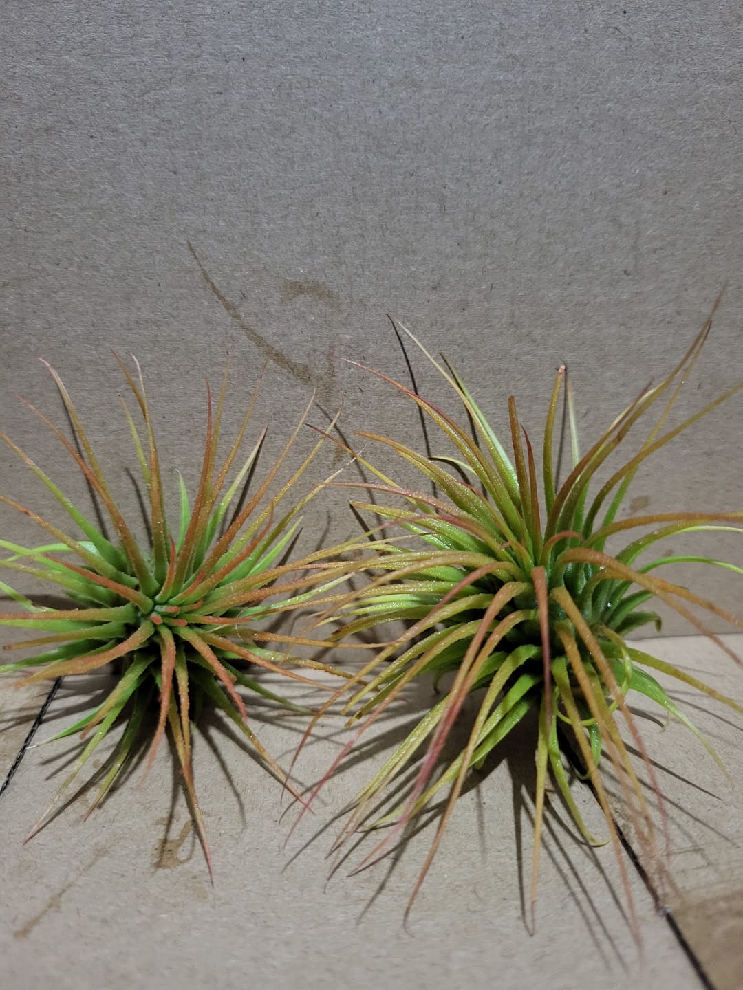 Customer photo review of Wholesale Ionantha Sunset Orange (Minimum Order 5)