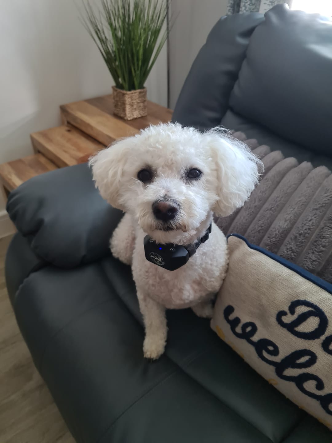 Customer photo review of Rechargeable Anti Bark Training Collar - Sound & Vibration - No Shock
