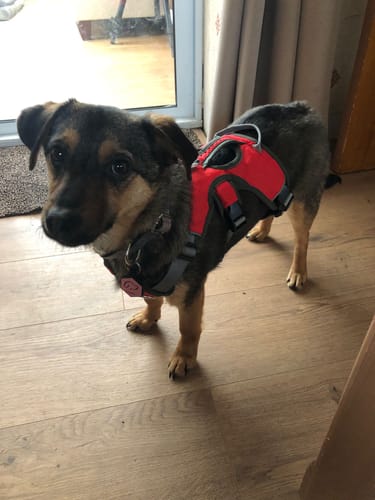 Customer photo review of Sighthound Escape Proof Harness