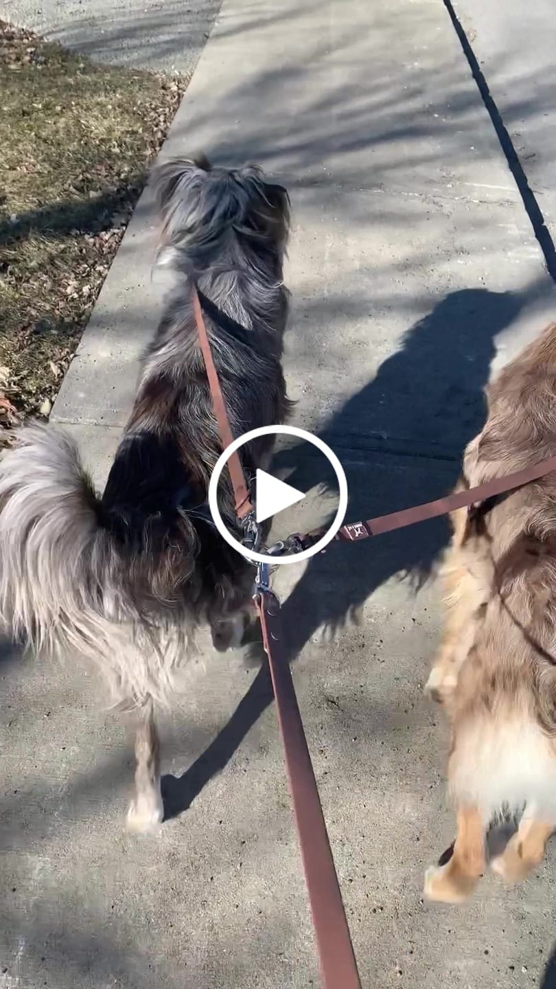 Customer video review of Solace Waterproof Leash