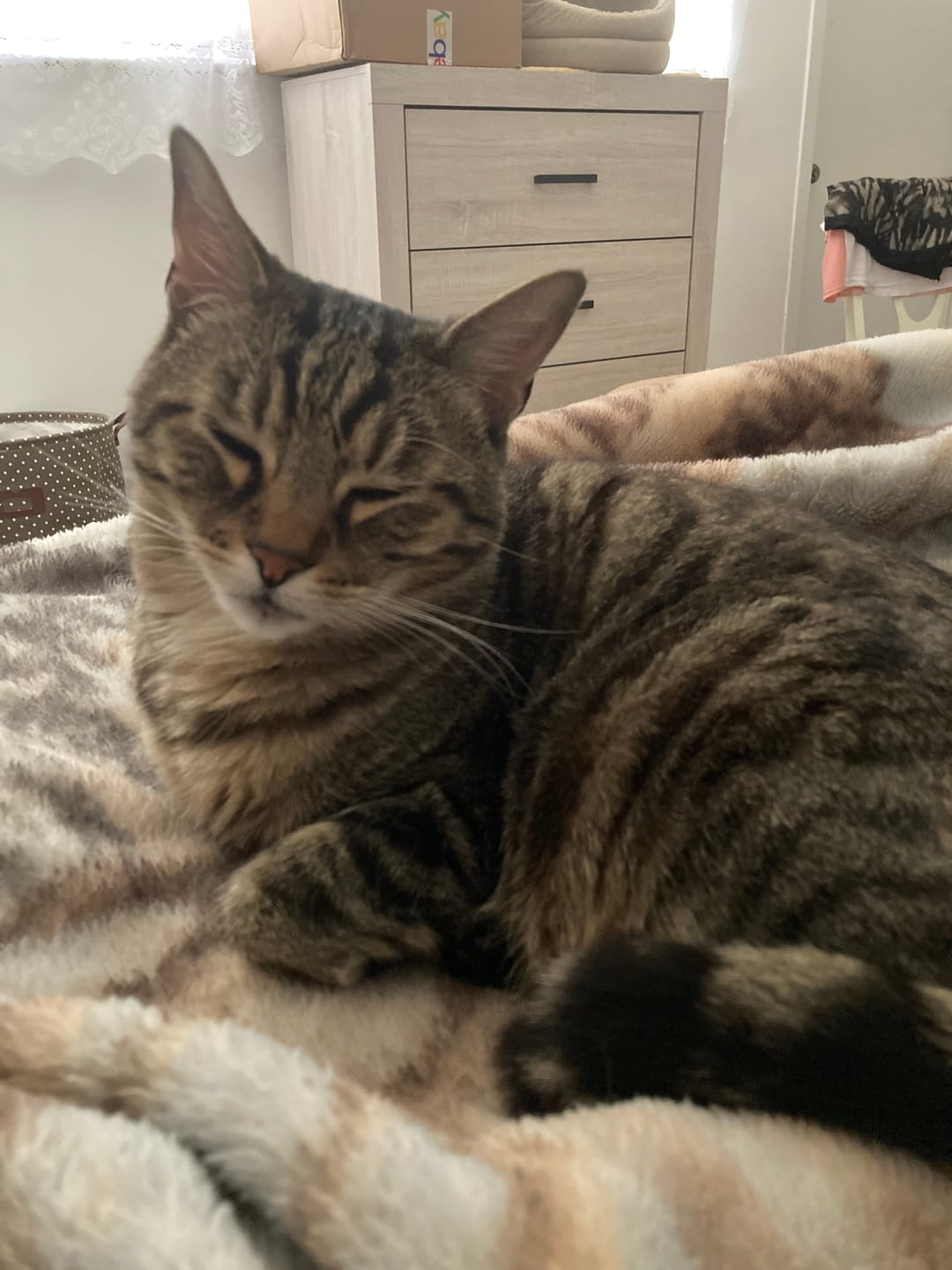 Customer photo review of Strong Paws Recovery Drops - 250mg