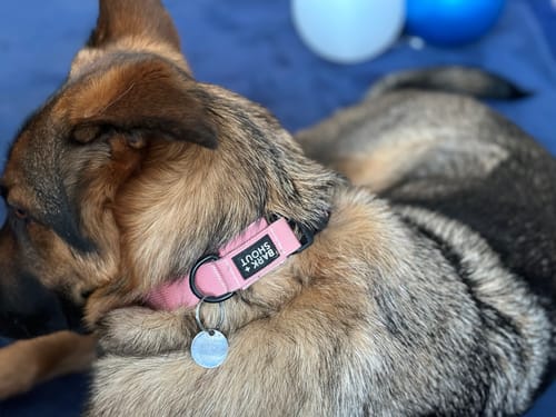 Customer photo review of SPRK-KIT | Collar + Lead + Washbag