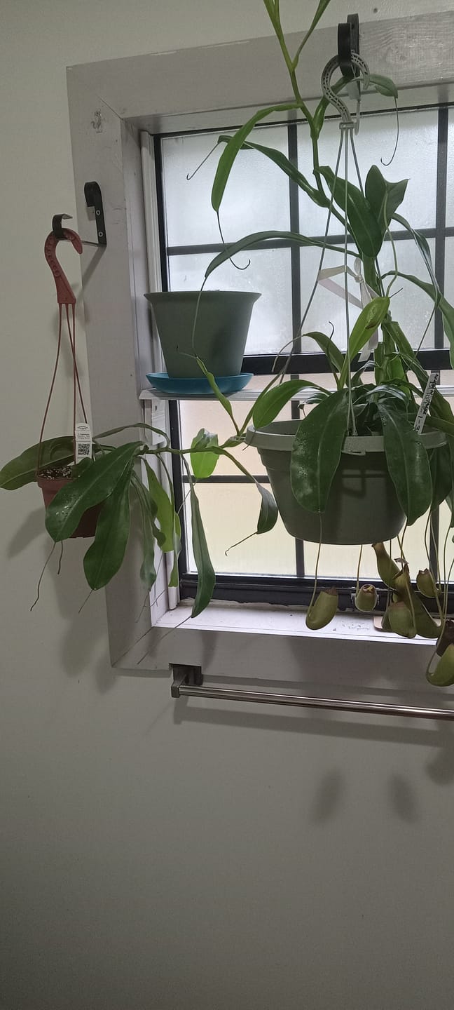 Customer photo review of Carnivorous Nepenthes 'Alata'