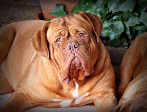 Customer photo review of Foto de tu mascota en estilo acuarela | Regalo para cachorros, perros y gatos