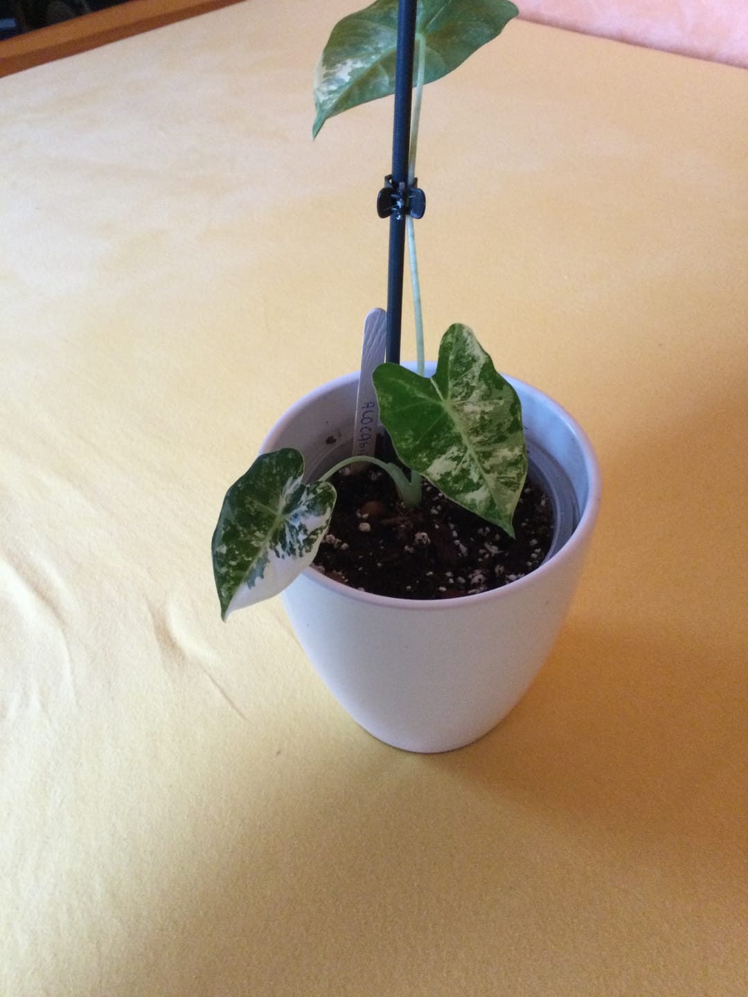 Customer photo review of ALOCASIA FRYDEK VARIEGATA