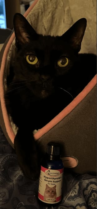 Customer photo review of Hyperthyroidism Supplement for Cats - Treats Cat Hyperthyroid, Patchy Hair Loss, and Helps Cat Weight Gain