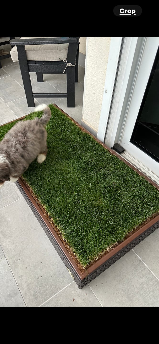 Customer photo review of Synthetic Grass for Porch Potty