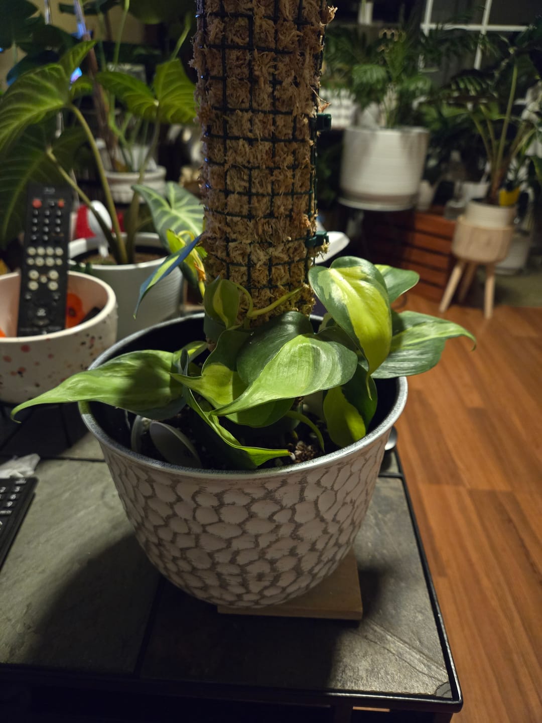 Customer photo review of Philodendron hederaceum 'Brasil'