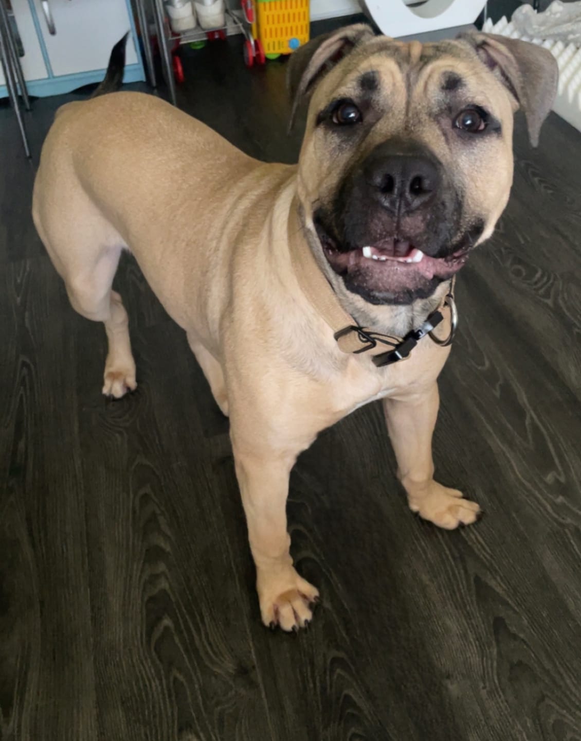 Customer photo review of 4cm Combat® Collar | Rated Clip - NO HANDLE - Military Tan v2.0