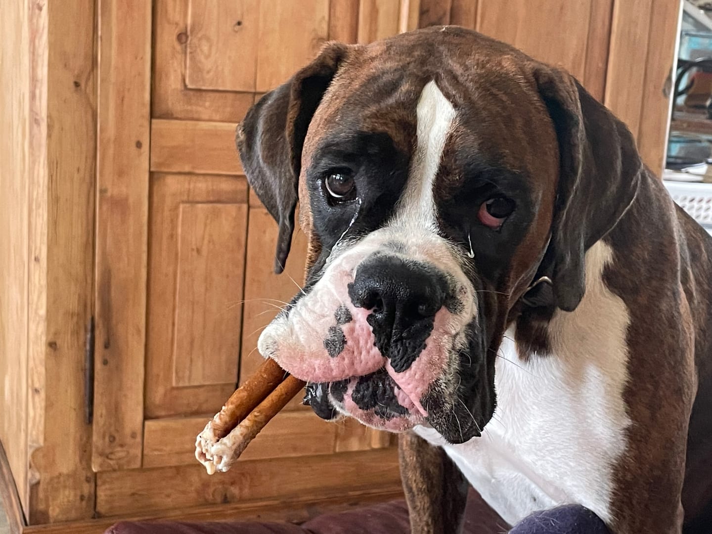 Customer photo review of 12-INCH BEEF COLLAGEN STICKS