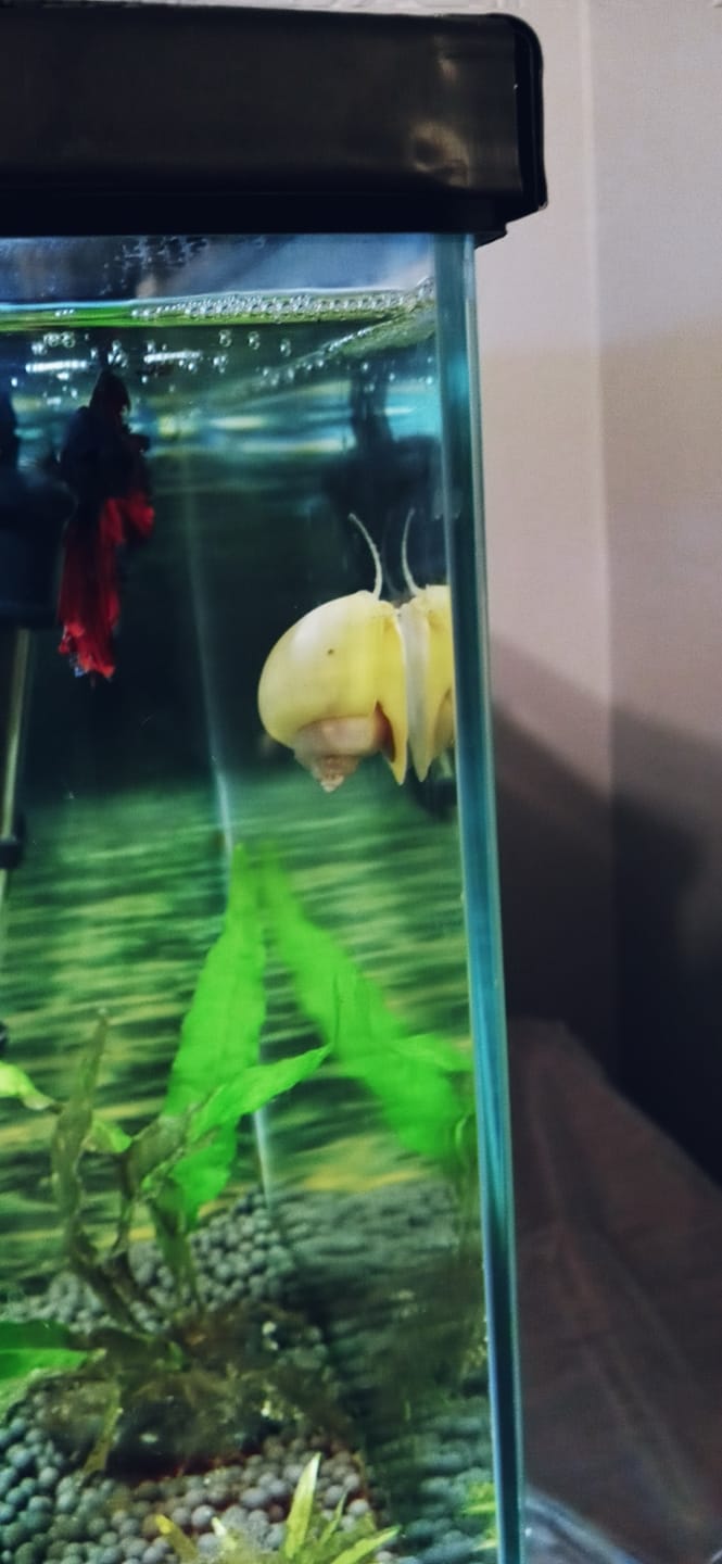 Customer photo review of Ivory Mystery Snail