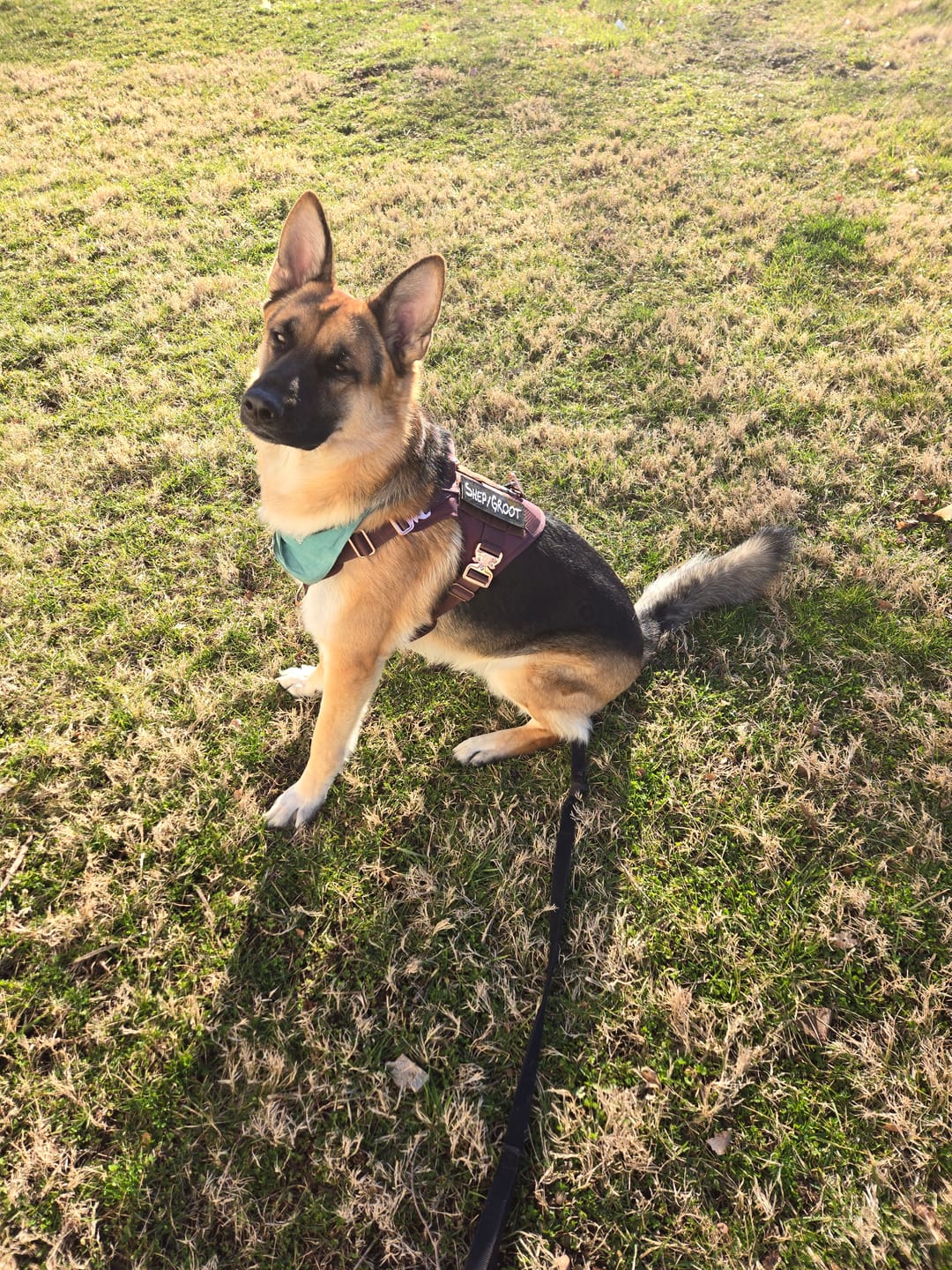 Customer photo review of HNTR 3.0 Dog Harness - Chocolate