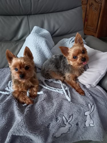 Customer photo review of Pâtées [BIO] à la volaille (chien adulte)