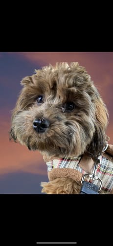 Customer photo review of Custom Paint By Numbers Kit