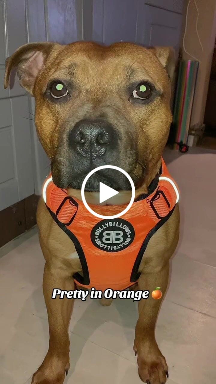 Customer video review of Premium Comfort Harness | Non Restrictive & Adjustable - Orange v2.0