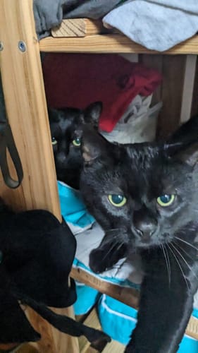 Avis photo d'un client sur Croquettes Chat Stérilisé Sans Céréales - Poulet