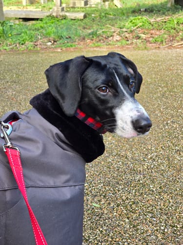 Customer photo review of Ofira Sighthound Coat with Faux Fur Lined Snood