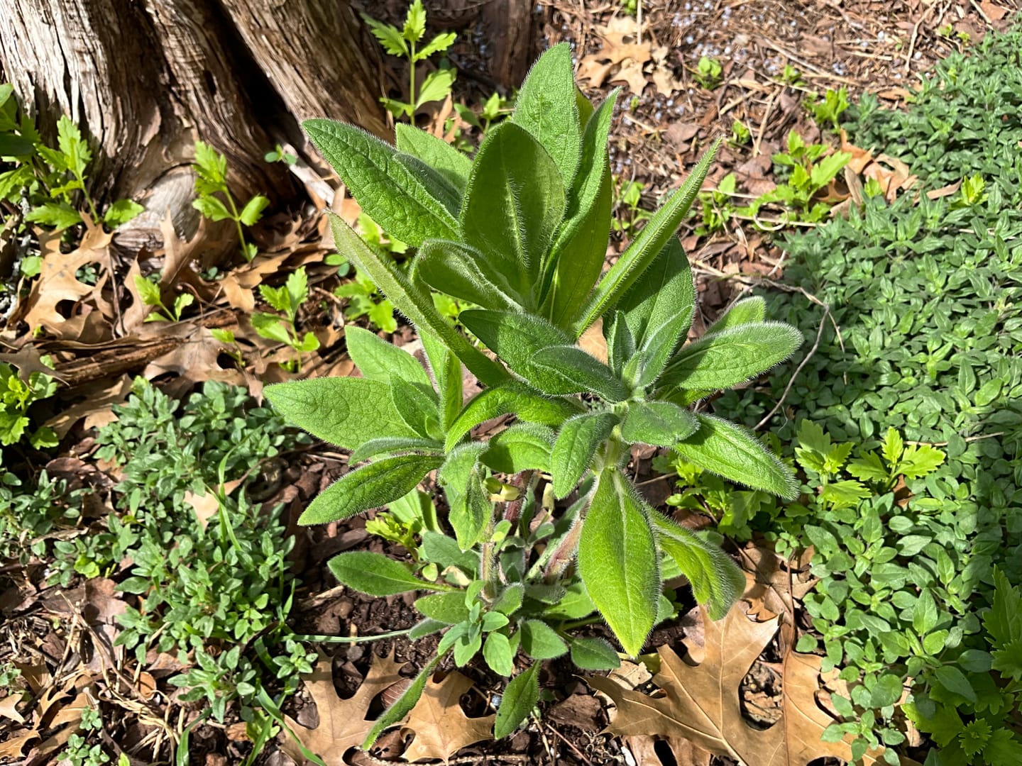 Customer photo review of Rudbeckia 'Black-eyed Susan'