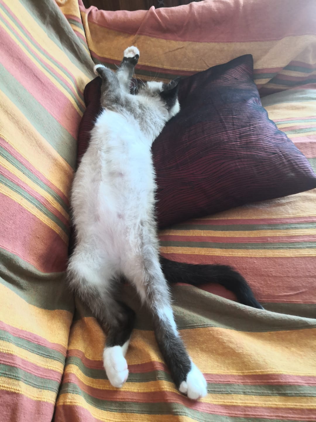 Customer photo review of Effilés au bœuf, haricots & tomates (chat stérilisé et chat adulte)