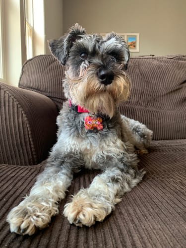 Customer photo review of The Hazel Pet Tag