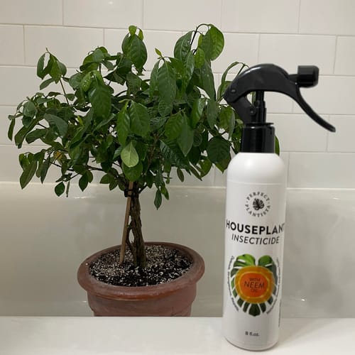Customer photo review of Houseplant Insecticide w/ Neem