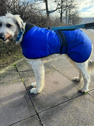 Customer photo review of Vetra - Warm Sighthound Coat with Zip Harness Hole