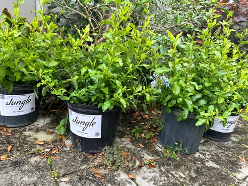 Customer photo review of Oleander